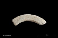 藏品(玻璃環)的圖片